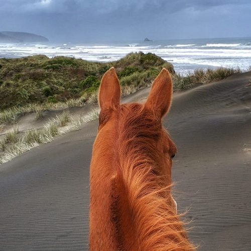 Story IQ visual storytelling Muriwai Beach through horses ears