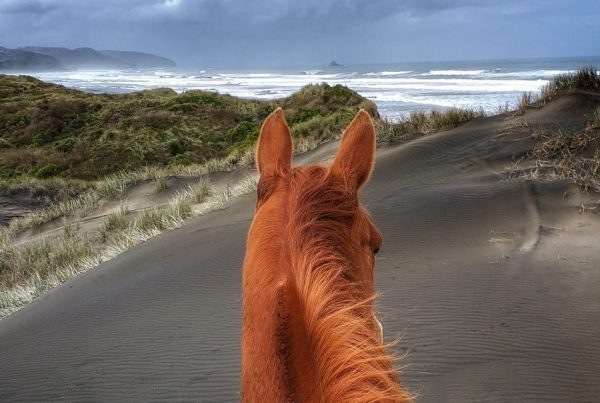 Story IQ visual storytelling Muriwai Beach through horses ears