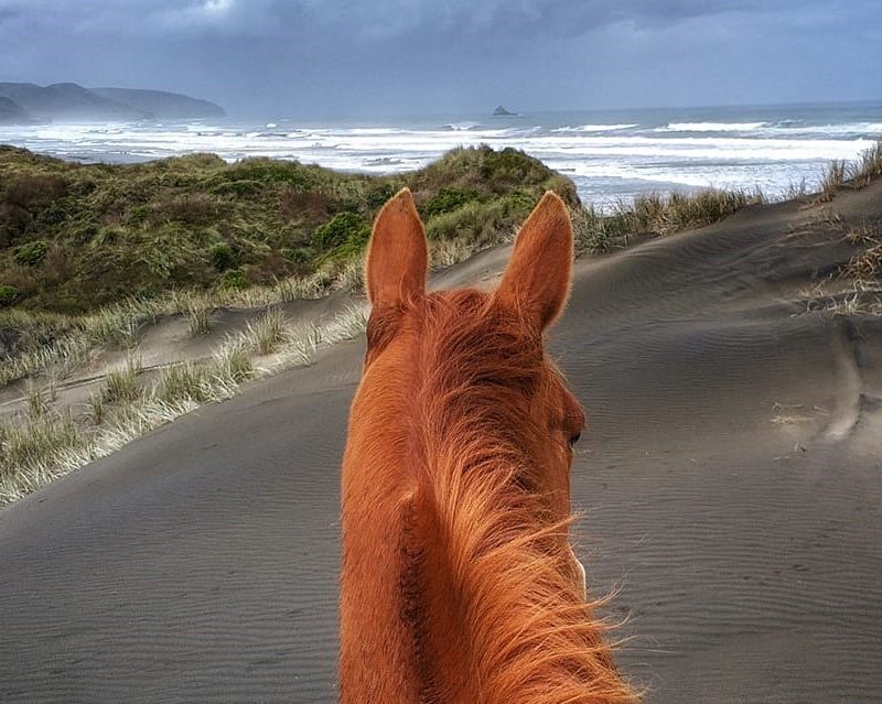 Story IQ visual storytelling Muriwai Beach through horses ears