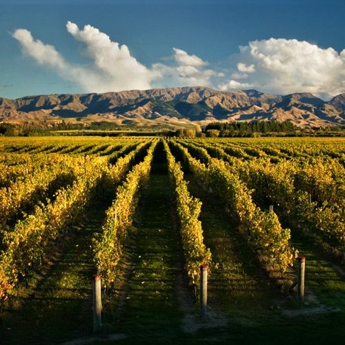 vineyard Marlborough Sauvignon Blanc the terroir of branding Story IQ