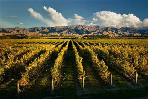 vineyard Marlborough Sauvignon Blanc the terroir of branding Story IQ