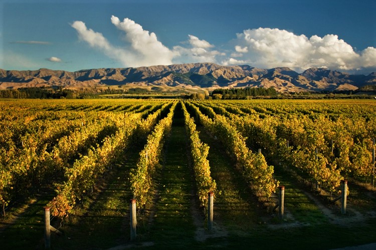 vineyard Marlborough Sauvignon Blanc the terroir of branding Story IQ